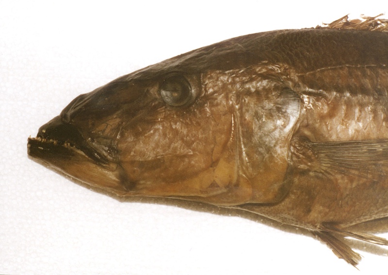 Rhamphochromis sp. 'nkhwazi'